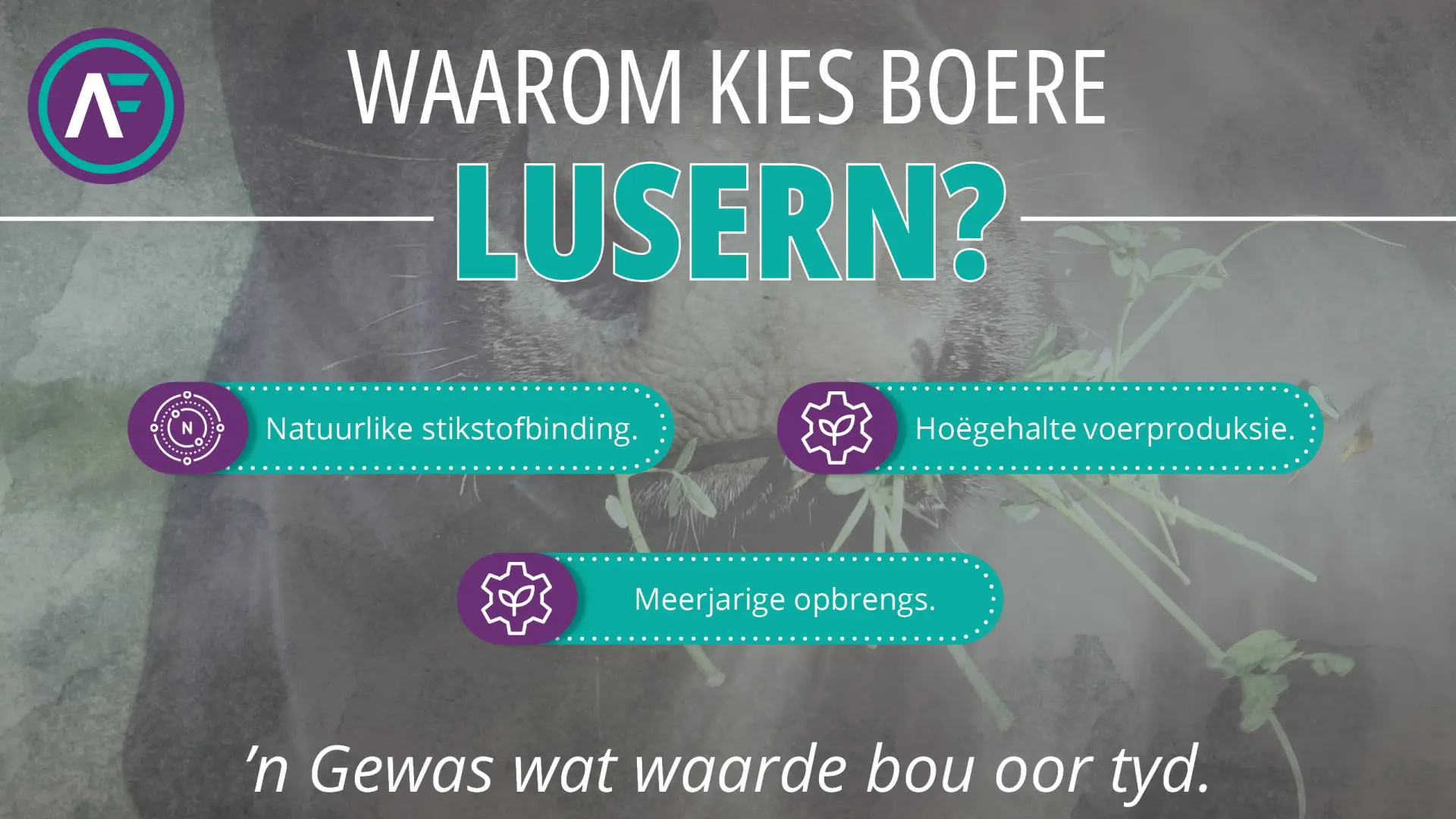 Waarom kies boere lusern? | ’n Gewas wat waarde bou oor tyd | AgroFors