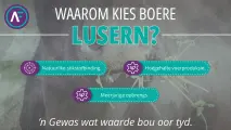 Waarom kies boere lusern? | ’n Gewas wat waarde bou oor tyd | AgroFors