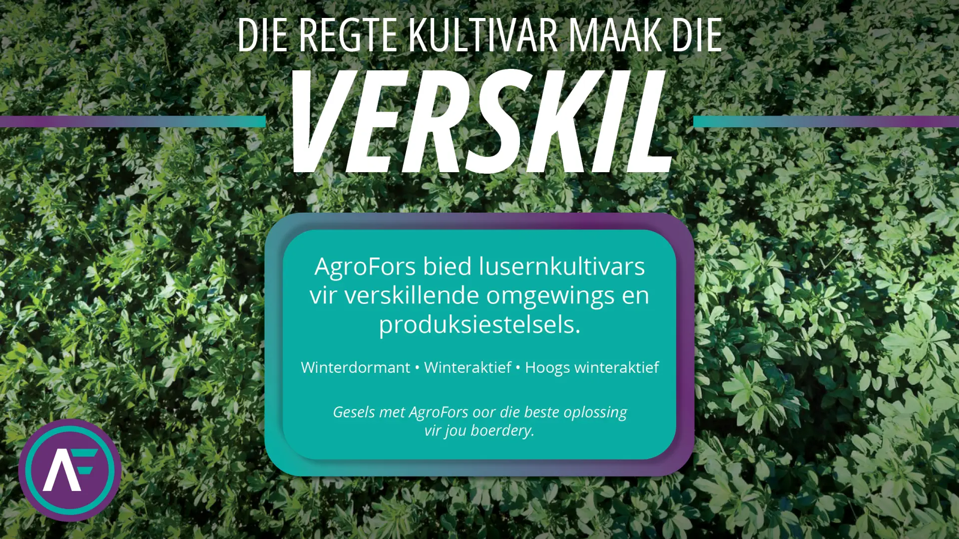 AgroFors bied lusernkultivars vir verskillende omgewings en produksiestelsels