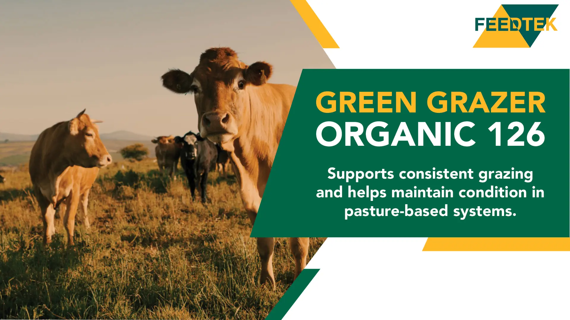 Feed for success: Transform your grazing system with Green Grazer Organic 126 | Feedtek 