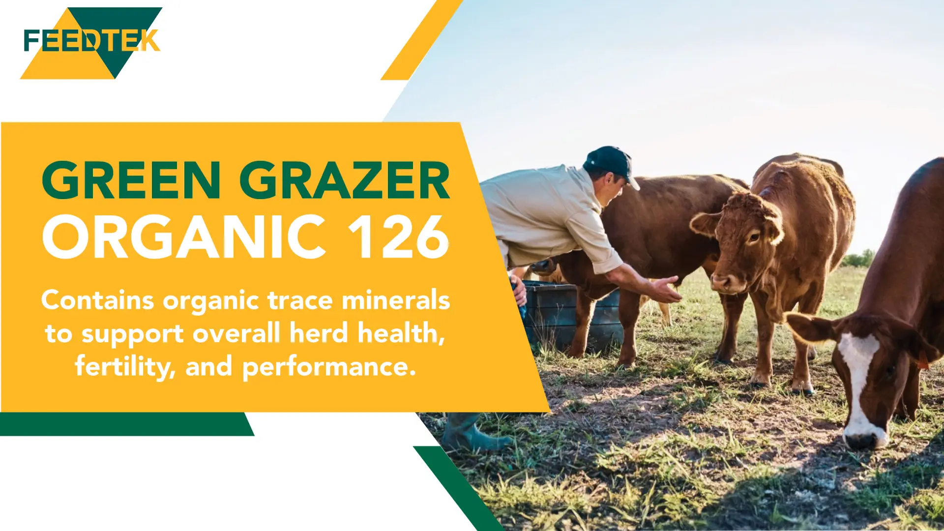 Unlock consistent grazing with Green Grazer Organic 126 | Feedtek 
