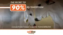 The secret to 90% re-conception | Condition today, calves tomorrow | EASYWEAN® NoseRing®