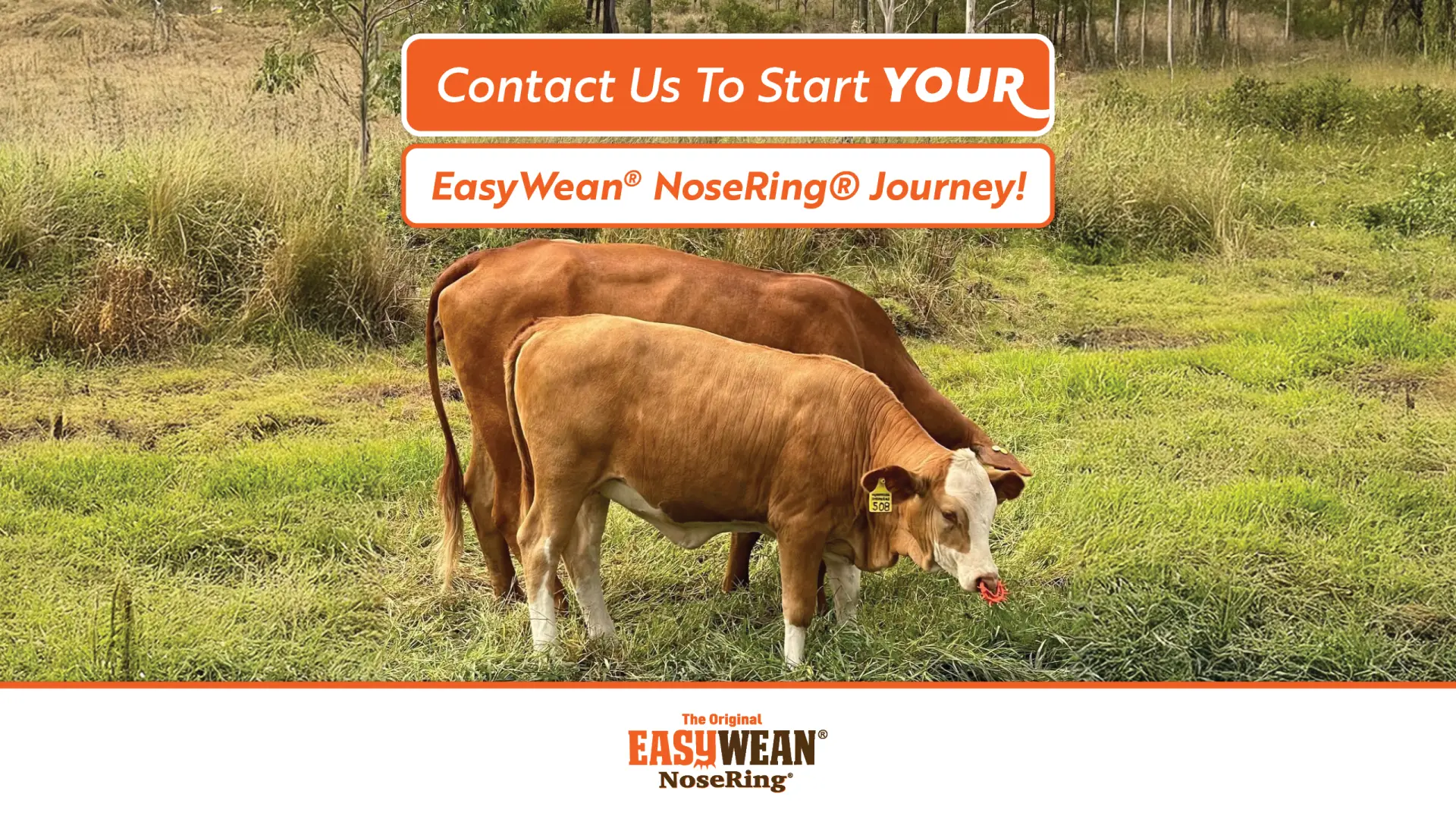 The First Step to Stress-Free Weaning | EASYWEAN® NoseRing®