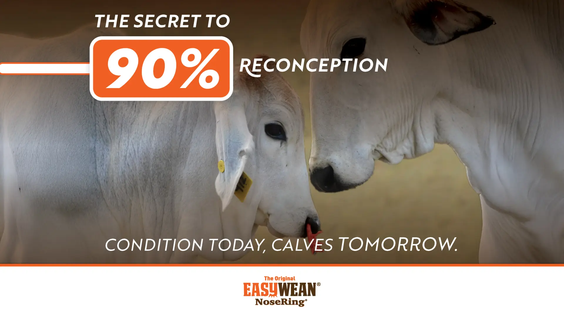 The secret to 90% re-conception | Condition today, calves tomorrow | EASYWEAN® NoseRing®