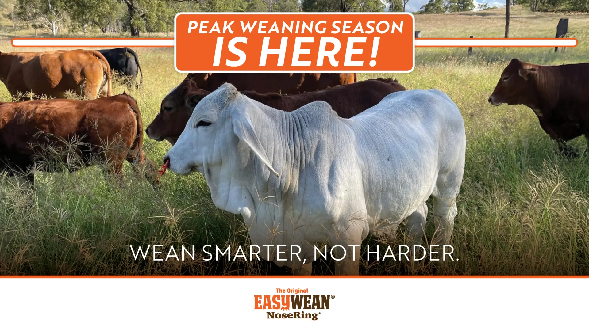 Peak weaning season is here! | Wean smarter, not harder! | EASYWEAN® NoseRing®