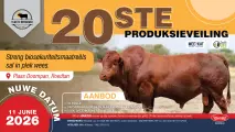 Nuwe datum vir Vlakte Bonsmara Studiegroep se 20ste produksieveiling | 11 Junie 2026