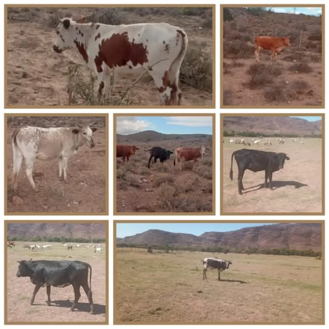 10x Nguni kruisversies te koop | MK Landbou Dienste