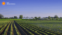 3 steps - Big rewards! | Stand a chance to Win a Seedling Transplanter! | Shell Lubricant Solutions