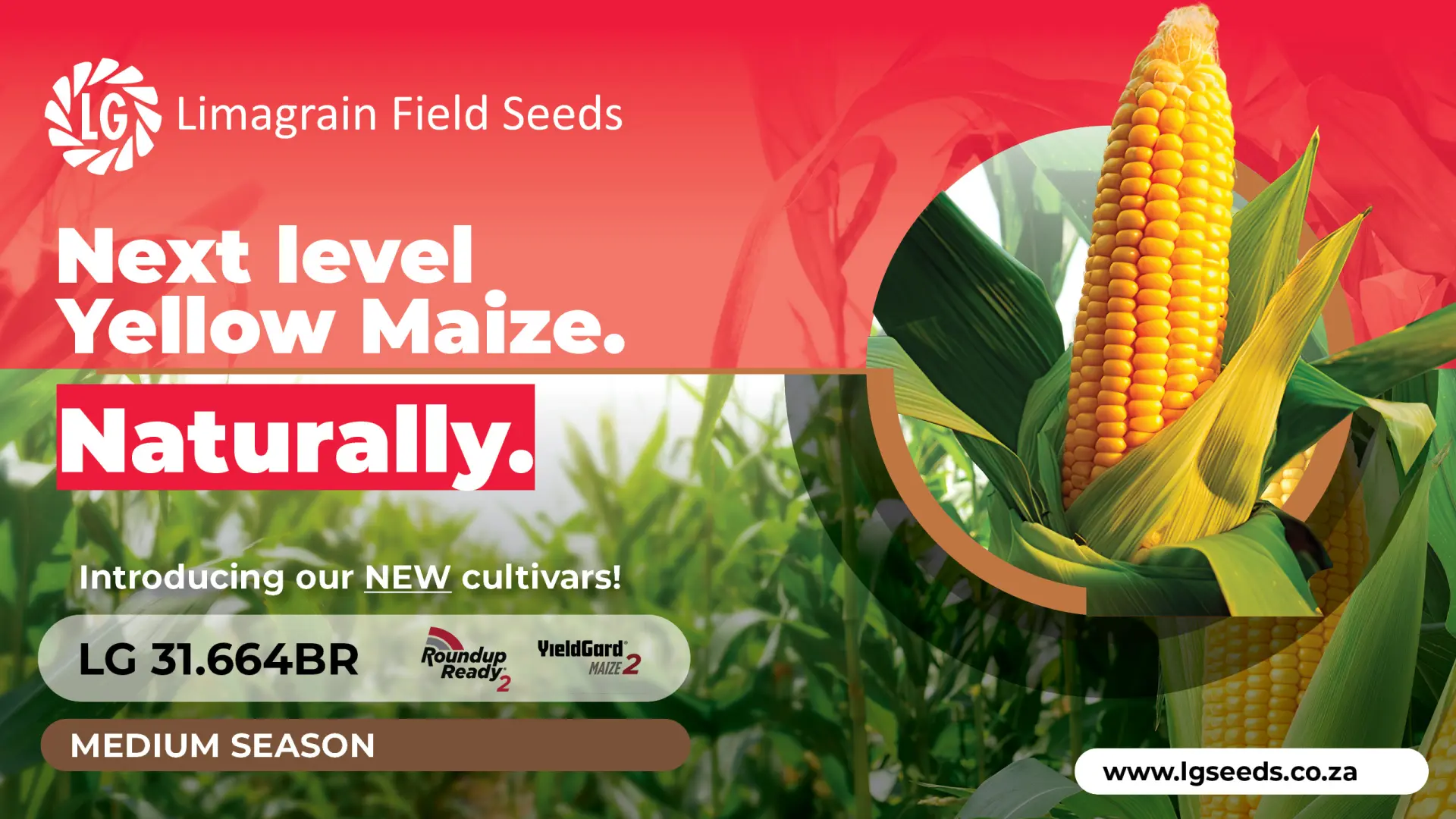 Next level yellow maize: Discover the NEW LG 31.664BR cultivar from Limagrain Field Seeds