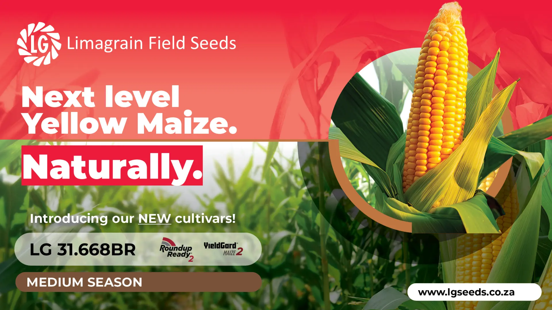 Next level farming: Discover the NEW  LG 31.668BR yellow maize cultivar from Limagrain Field Seeds