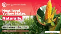 Next level farming: Discover the NEW  LG 31.668BR yellow maize cultivar from Limagrain Field Seeds