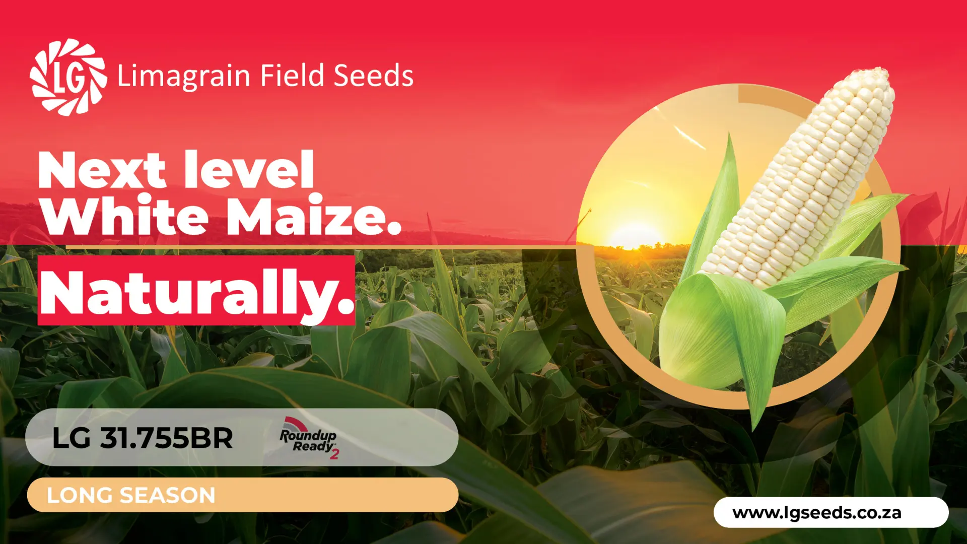 Next level white maize: LG 31.755BR cultivar -redefining yields | Limagrain Field Seeds