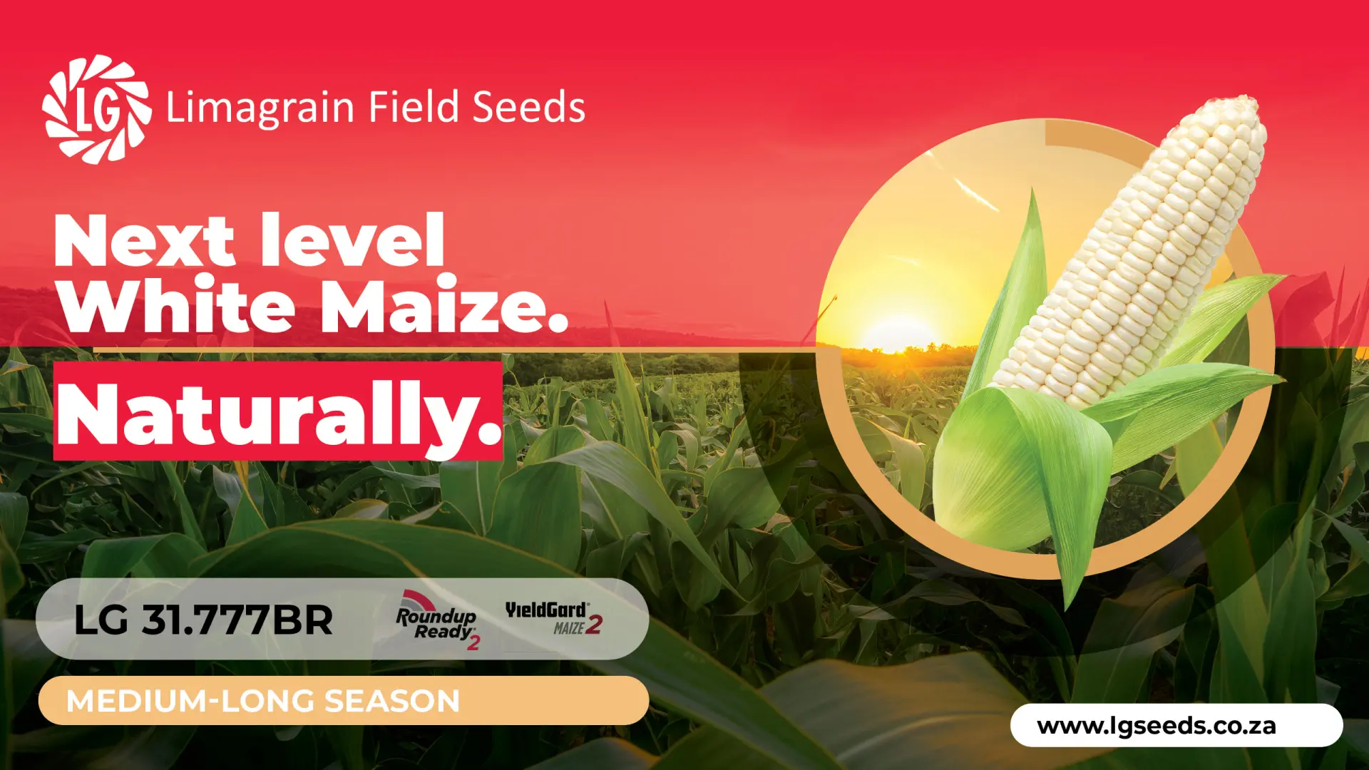 Harvest the future: Discover the NEW LG 31.777BR white maize cultivar | Limagrain Field Seeds
