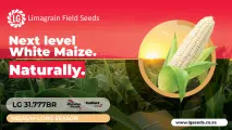 Harvest the future: Discover the NEW LG 31.777BR white maize cultivar | Limagrain Field Seeds