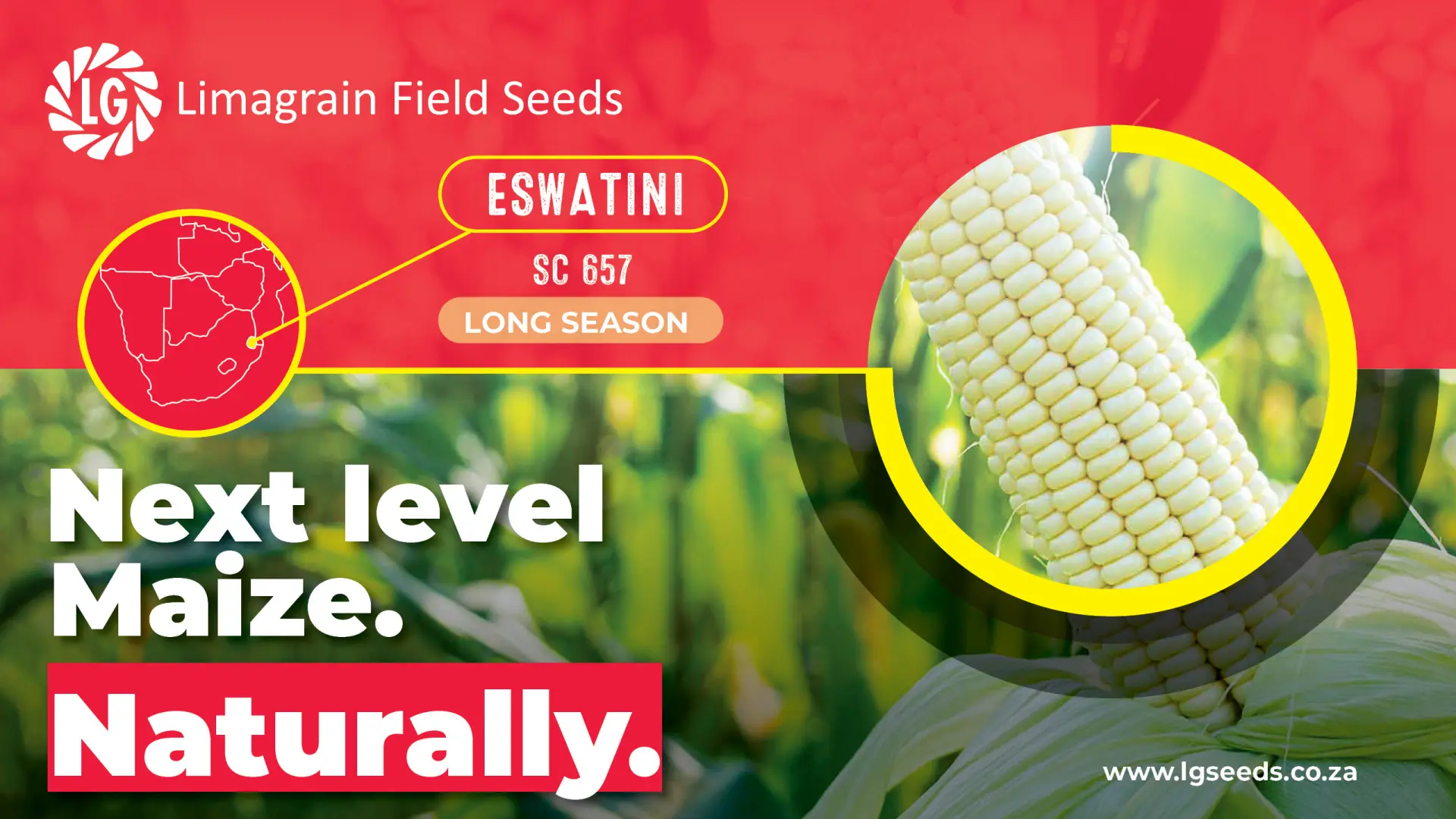 Next level maize in Eswatini: Secure your season with SC 657 | Limagrain Field Seeds