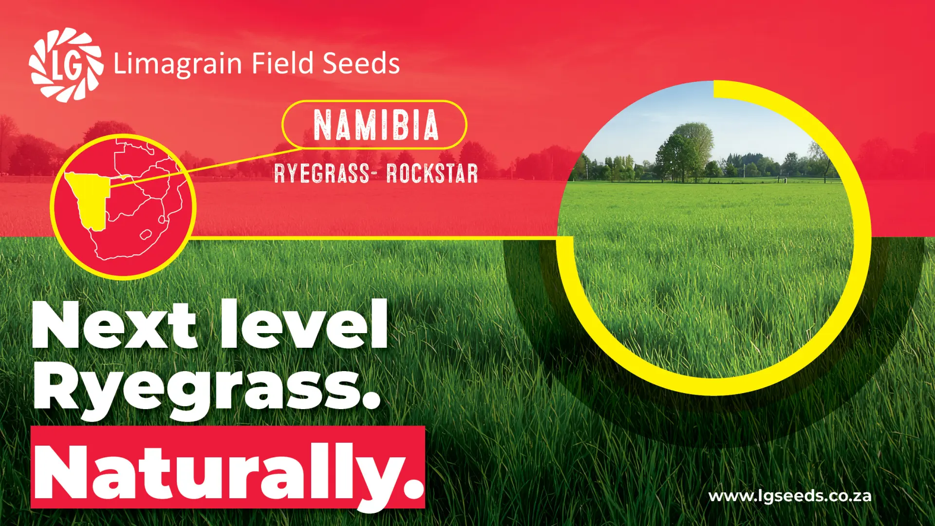 The forage powerhouse: Redefining pasture performance with Limagrain’s Ryegrass cultivar 