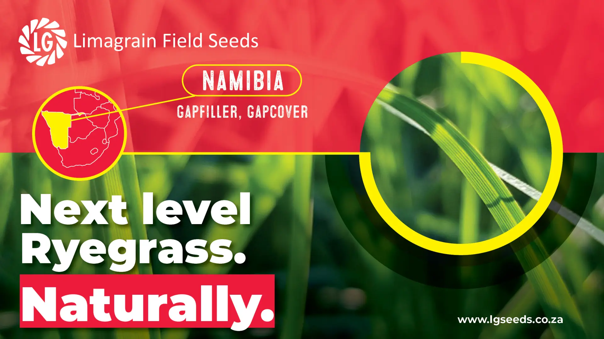 Bridging the season: Reliable ryegrass solutions from Limagrain Field Seeds