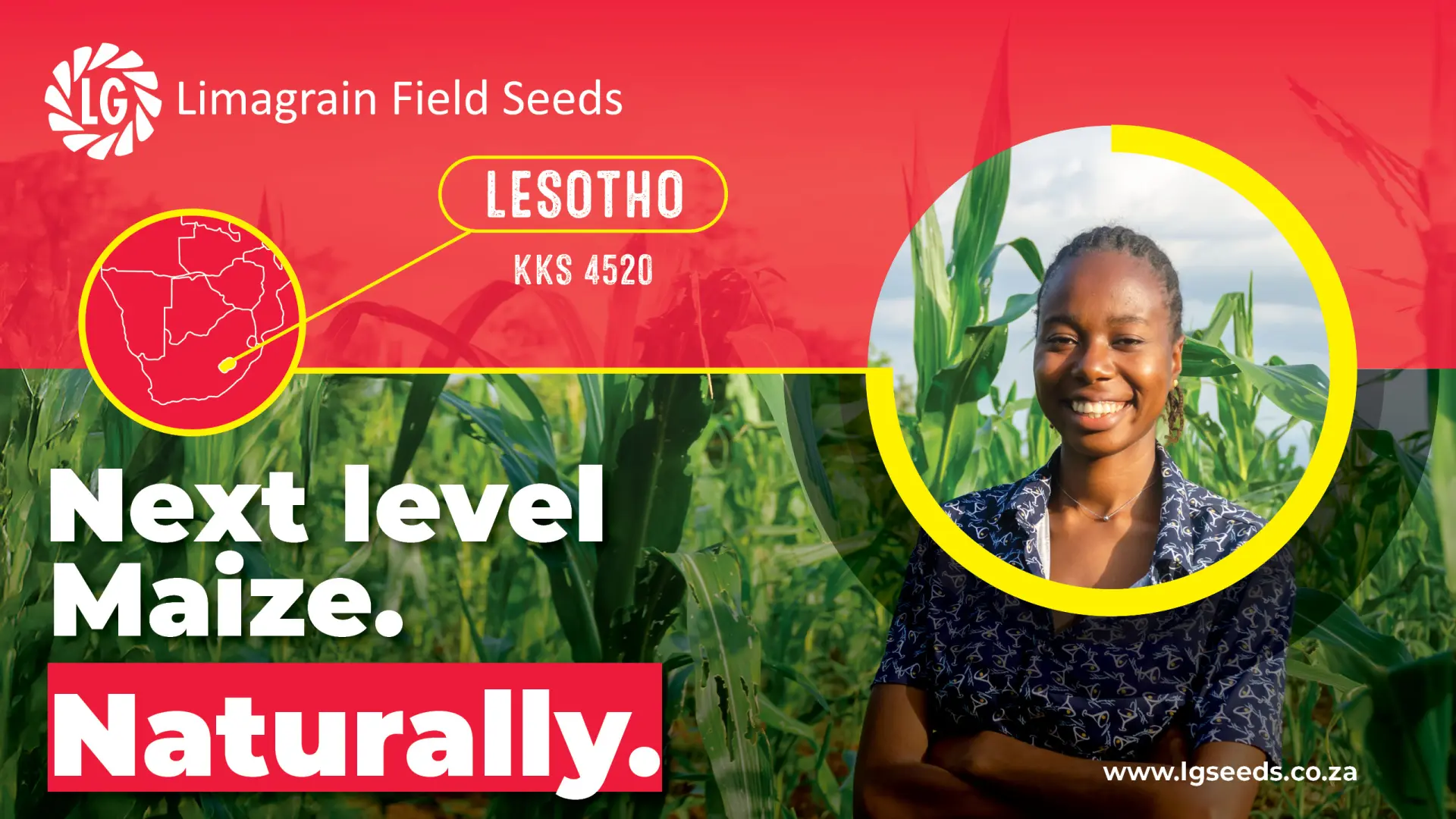 Uncompromising stability: Take control of your grain quality with KKS 4520 | Limagrain Field Seeds