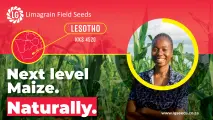 Uncompromising stability: Take control of your grain quality with KKS 4520 | Limagrain Field Seeds