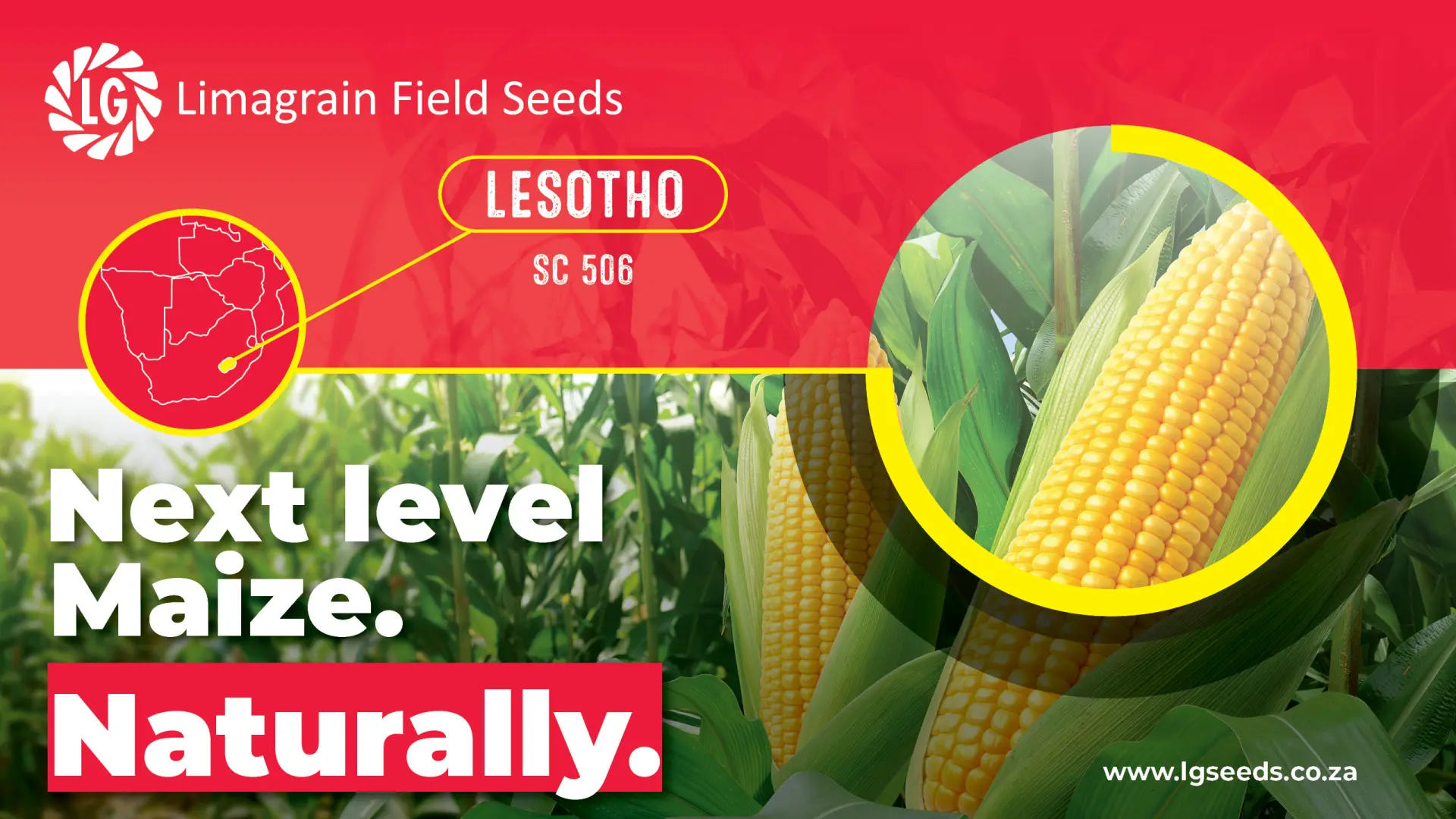 The Lesotho yield standard: Dominating the season with SC 506 | Limagrain Field Seeds