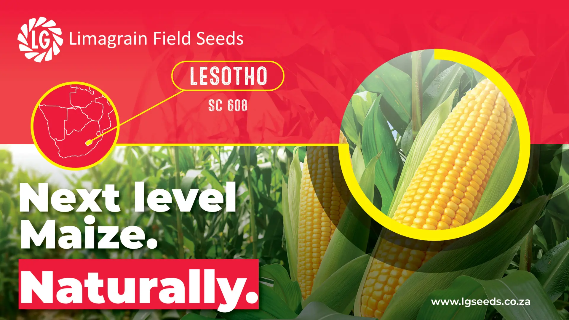 The architecture of a great harvest - SC 608 yellow maize cultivar | Limagrain Field Seeds 