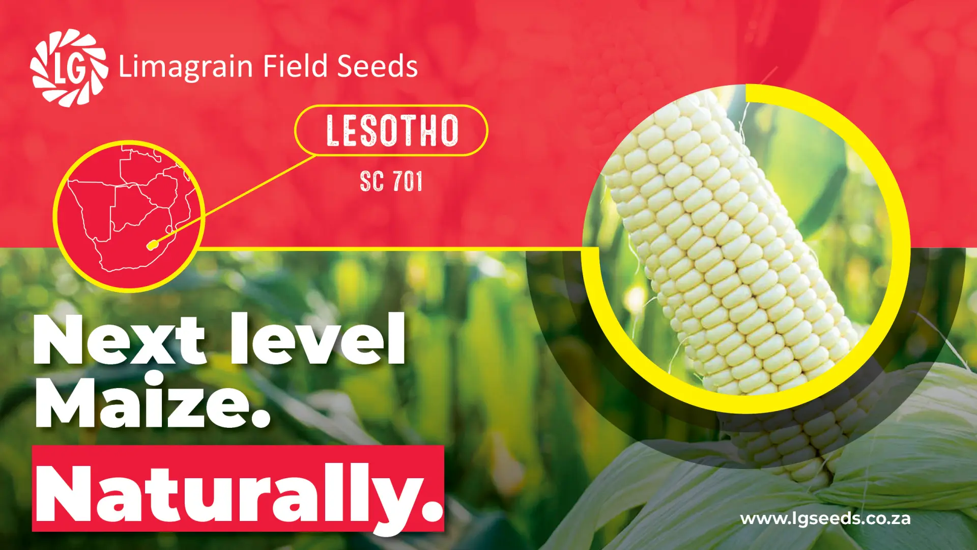 Pure performance. White maize without compromise - SC 701 cultivar | Limagrain Field Seeds