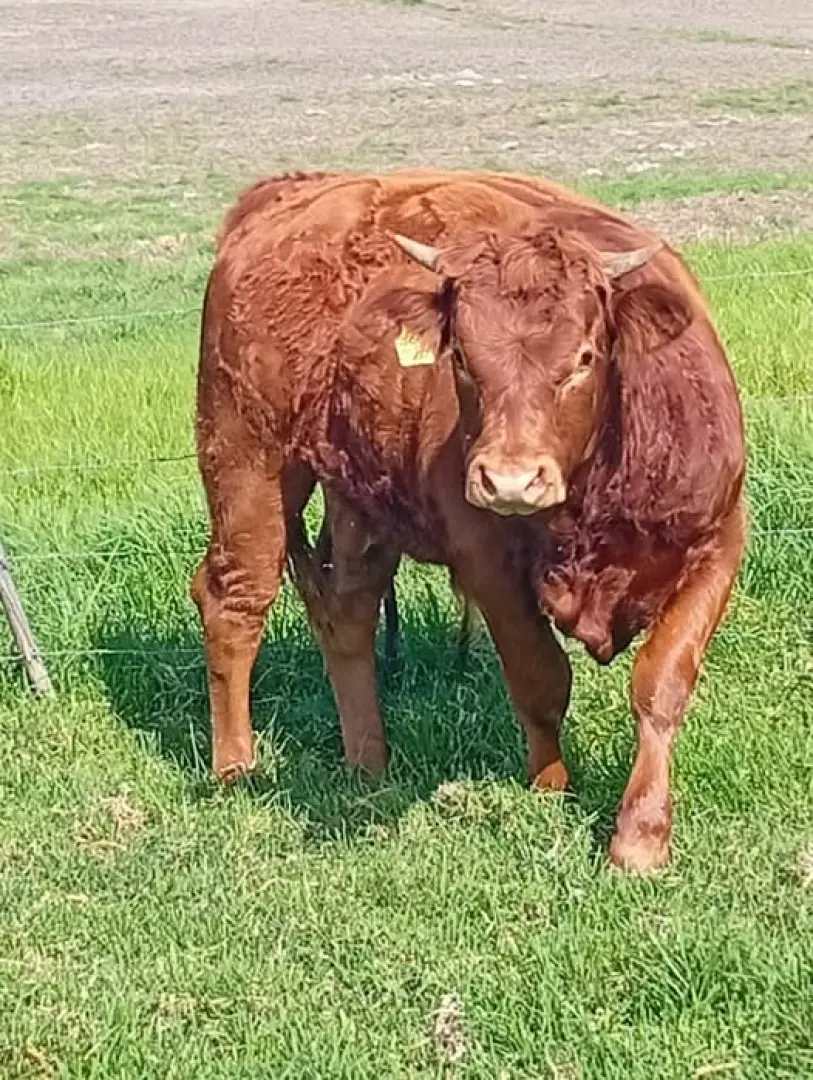 2x Suiwer geteel Limousin bulle | MK Landbou Dienste