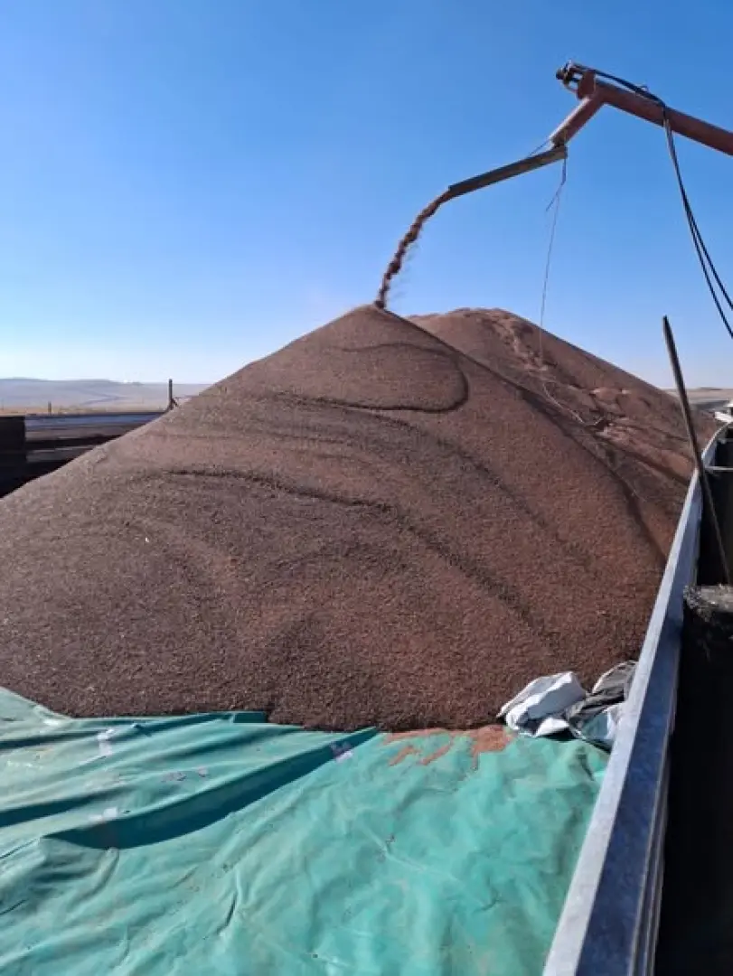 Graan Sorghum   +- 350 ton | MK Landbou Dienste