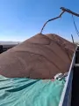 Graan Sorghum   +- 350 ton | MK Landbou Dienste
