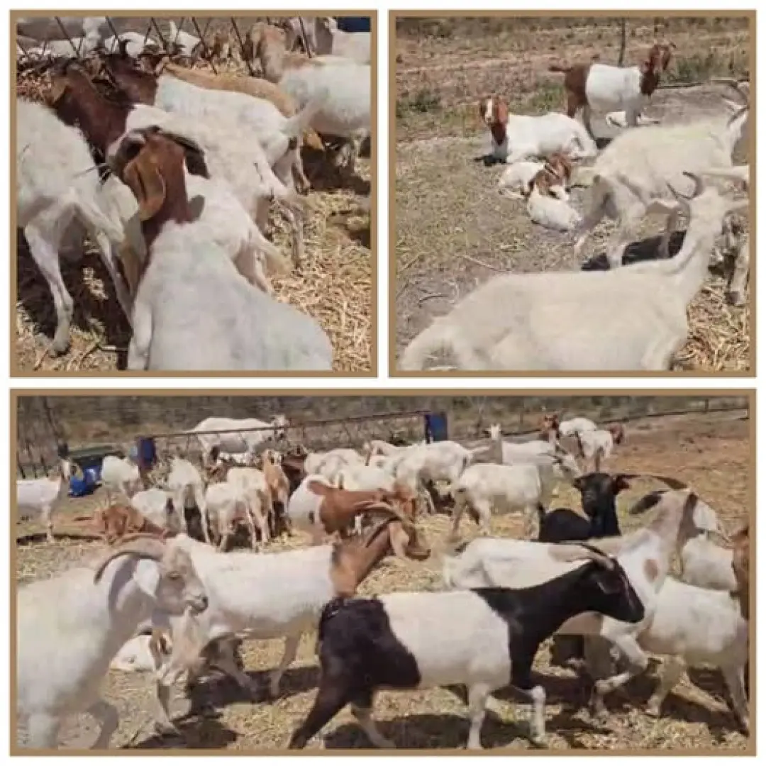 +- 60 Boerbokke te koop Ooie is dragtig | MK Landbou Dienste