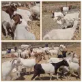 +- 60 Boerbokke te koop Ooie is dragtig | MK Landbou Dienste