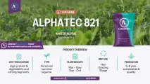 Lucerne | Alphatec 821 | Winter active | Dormancy 8 | AgroFors