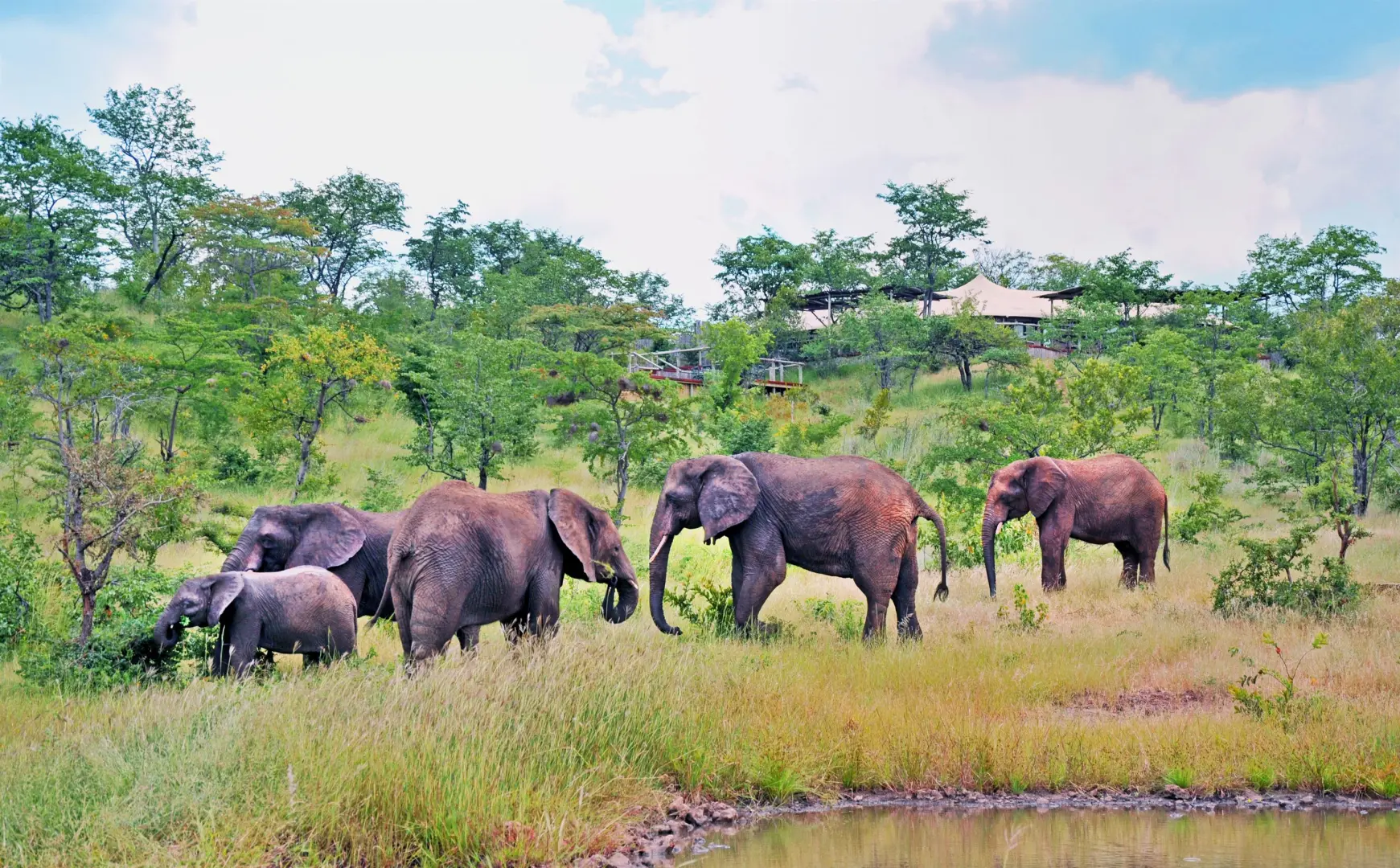 The Elephant Camp (May 21, 2026 to Nov 1, 2026) | XL Boland Travel 