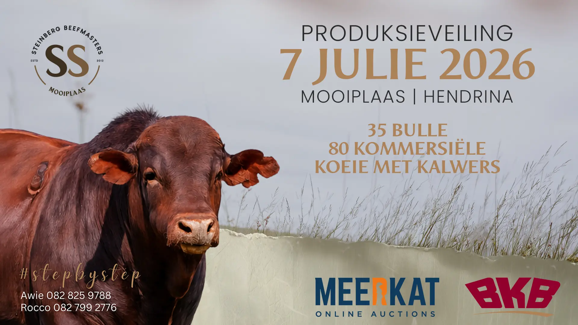Steinberg Beefmasters Produksieveiling | 7 Julie 2026 | Mooiplaas, Hendrina 