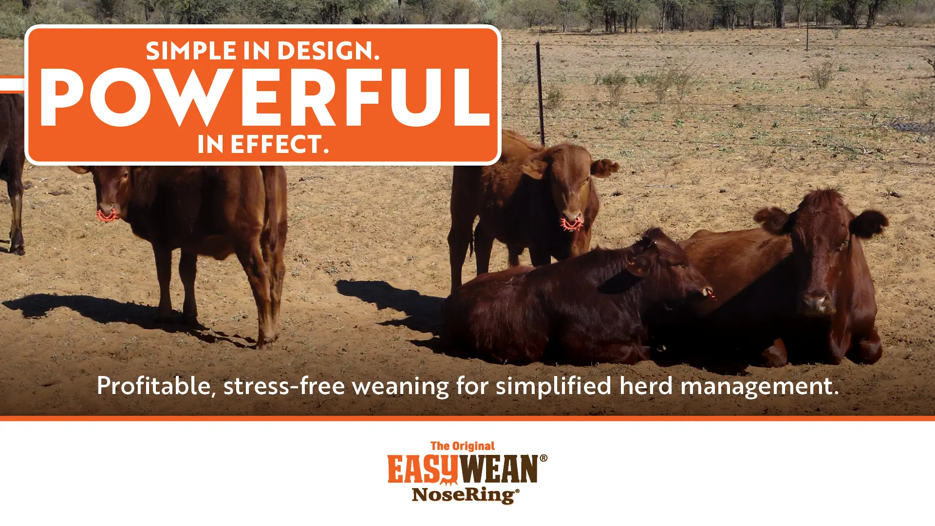 Simple In Design | Powerful In Effect | Profitable, stress-free weaning for simplified herd management | EASYWEAN® NoseRing®