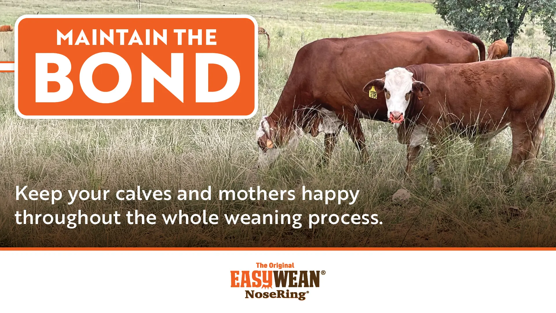 Keep your calves and mothers happy throughout the whole weaning process | EASYWEAN® NoseRing®