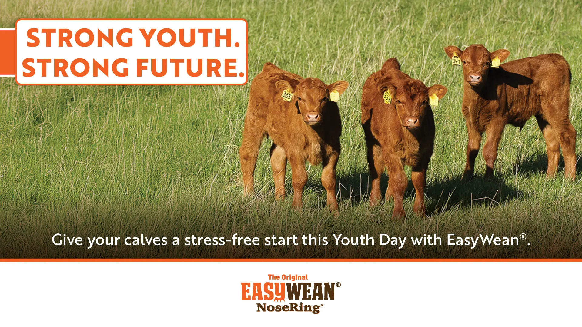 Give your calves a stress-free start this Youth Day with EasyWean® | EASYWEAN® NoseRing®