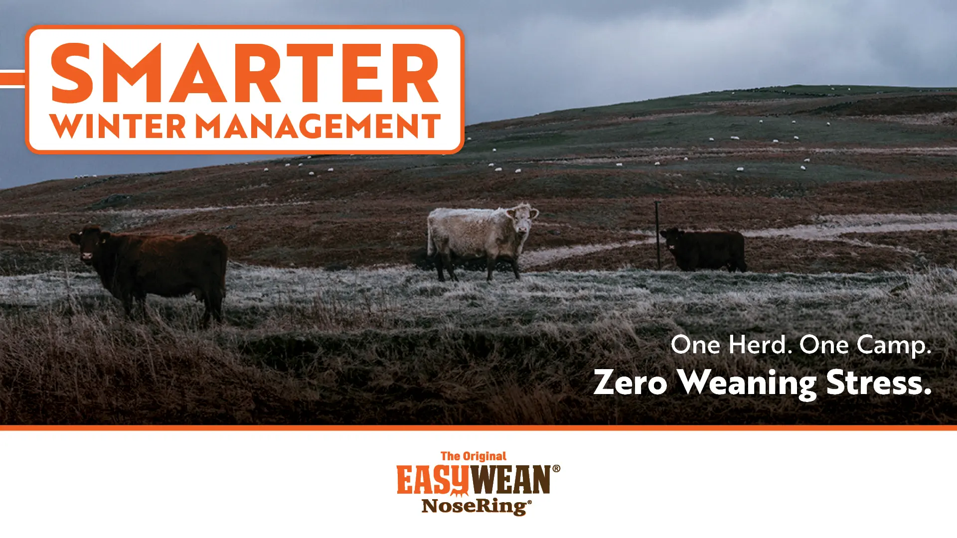 Smarter Winter Management | One Herd | One Camp | Zero Weaning Stress | EASYWEAN® NoseRing®