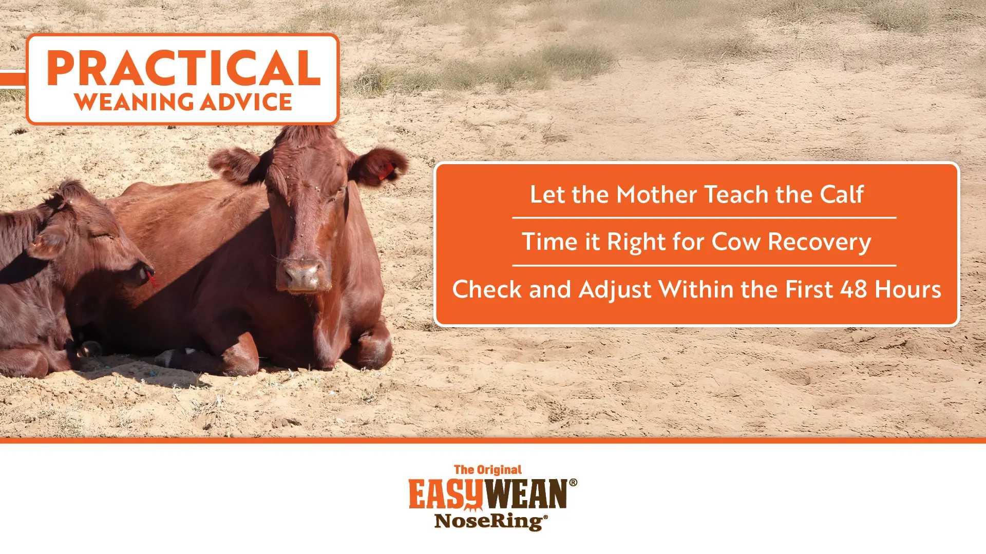 Practical Weaning Advice | EASYWEAN® NoseRing®