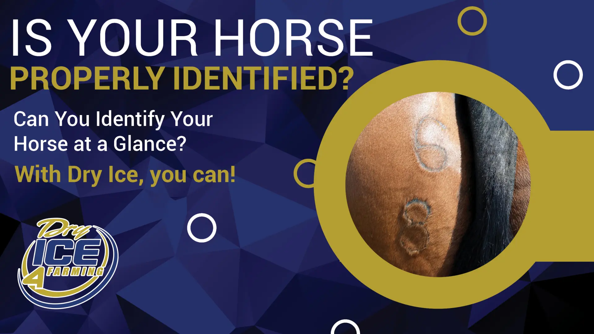 Can You Identify Your Horse at a Glance? With Dry Ice, you can! | Dry Ice 4 Farming