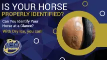 Can You Identify Your Horse at a Glance? With Dry Ice, you can! | Dry Ice 4 Farming
