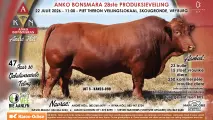 Dagboek die datum!! | Anko Bonsmaras se 28ste Produksieveiling | 22 Julie 2026 | 11:00 | Vryburg Skougronde