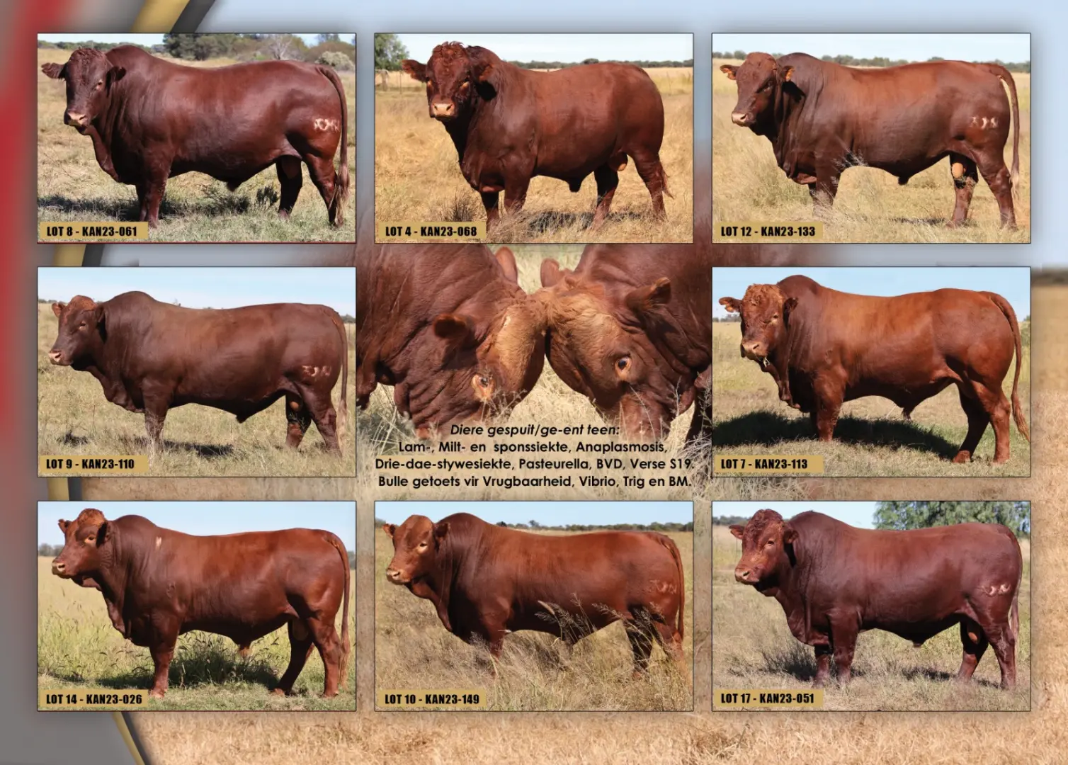 Dagboek die datum!! | Anko Bonsmaras se 28ste Produksieveiling | 22 Julie 2026 | 11:00 | Vryburg Skougronde