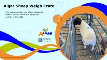 Algar sheep weigh crate / Algar skaapweegkrat