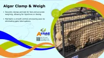 Algar clamp and weigh / Algar klamp en weeg