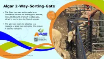 Algar two-way sheep sorting gate / Algar twee-rigting skaap sorteer swaaihek