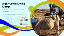 Algar cattle lifting clamp / Algar bees optel-apparaat