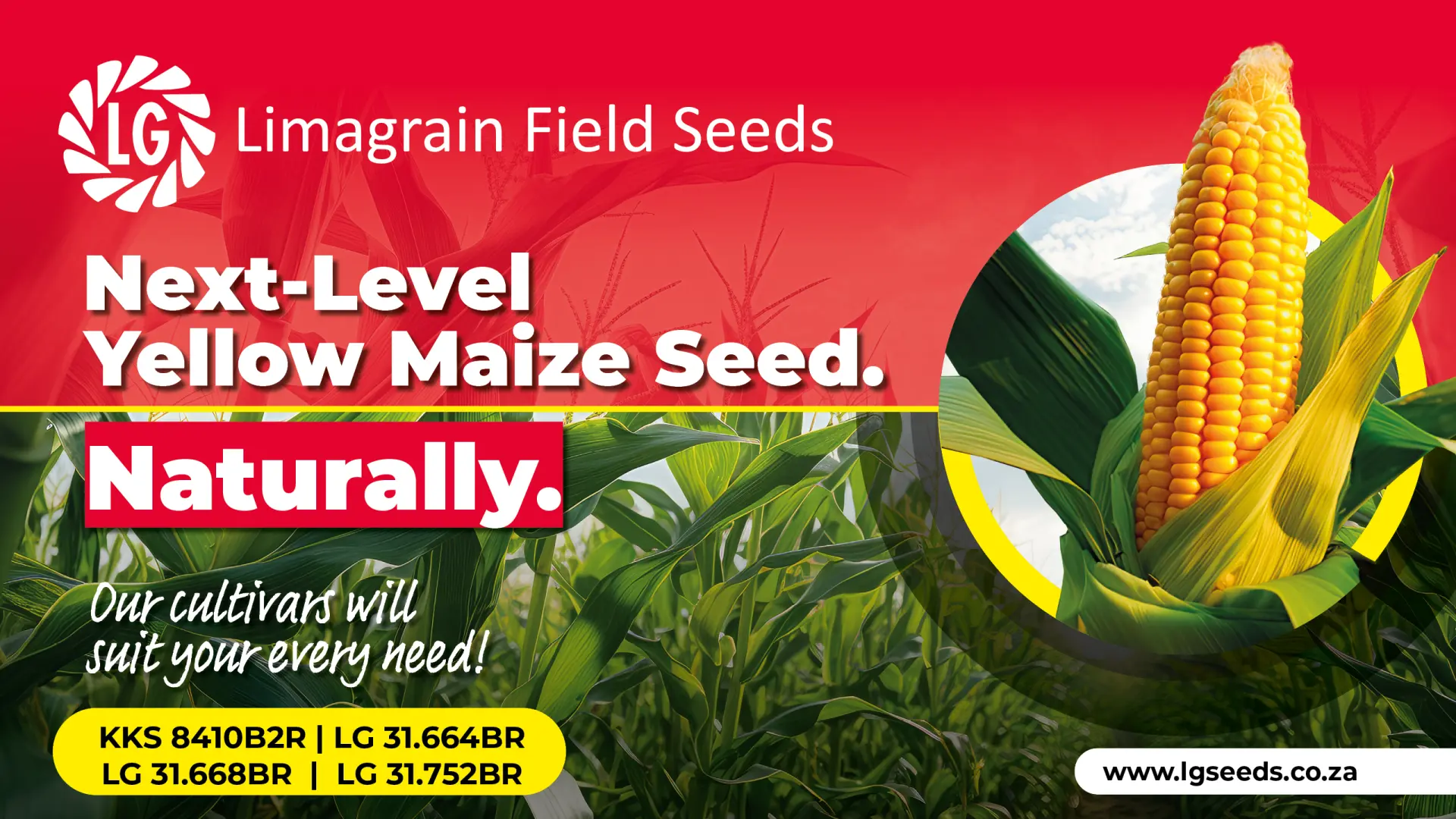 Next-level yellow maize seed | Limagrain Field Seeds South Africa