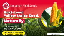 Next-level yellow maize seed | Limagrain Field Seeds South Africa