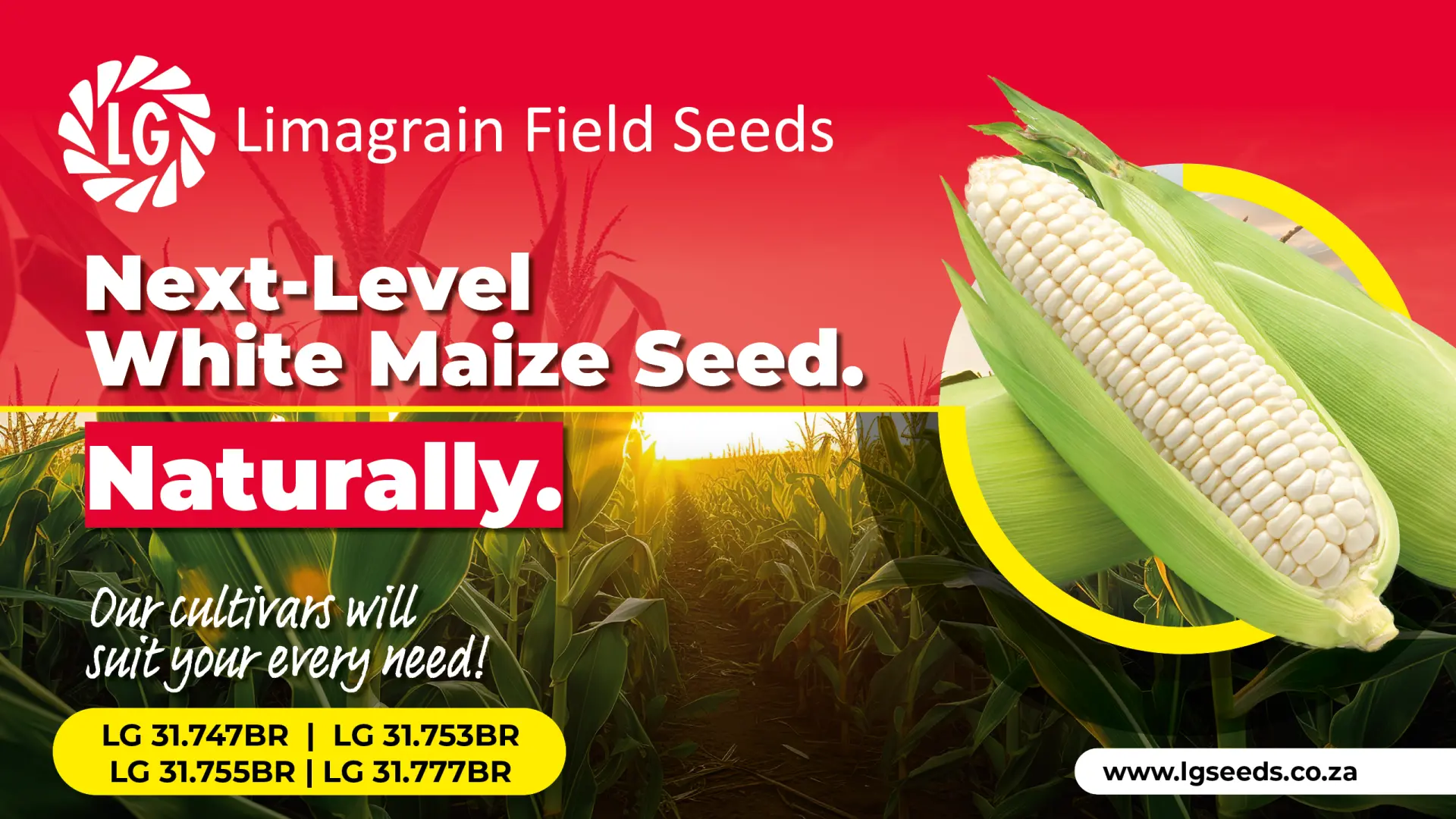 Next-level white maize seed | Limagrain Field Seeds South Africa